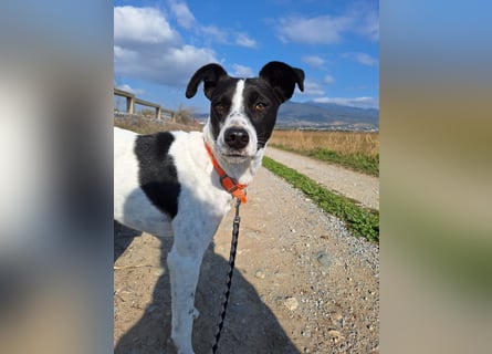 Aufgeweckter Junghund Ozzy