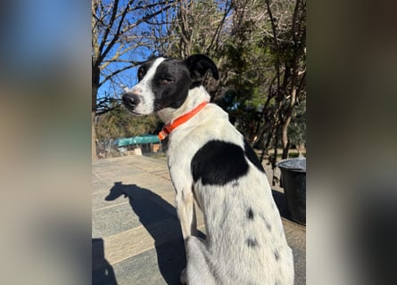 Aufgeweckter Junghund Ozzy