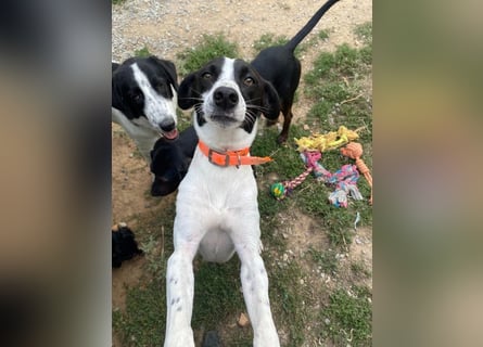 Ozzy - aufgeweckter Junghund sucht seine Menschen