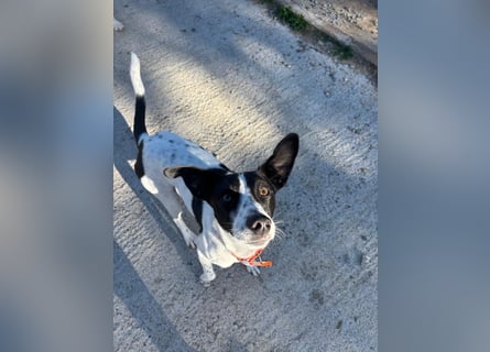 Aufgeweckter Junghund Ozzy