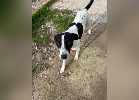 Ozzy - aufgeweckter Junghund sucht seine Menschen