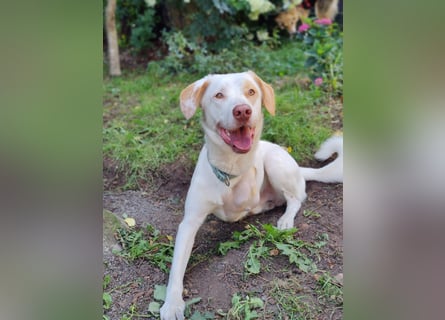 Luke- ein Kämpfer auf drei Beinen