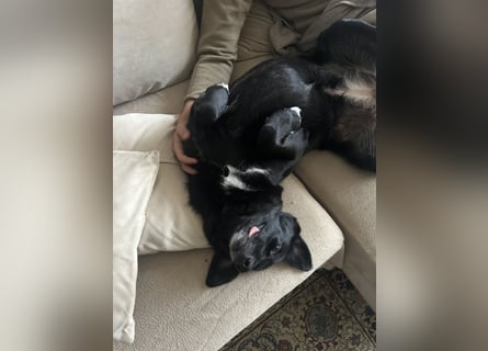 Liebevolles Zuhause für Suzi gesucht