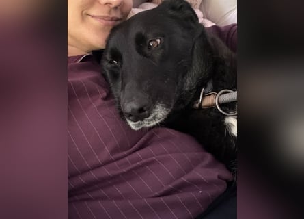 Liebevolles Zuhause für Suzi gesucht