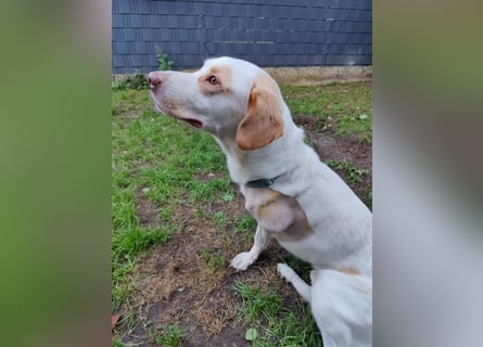 Luke- ein Kämpfer auf drei Beinen