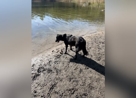 Liebevolles Zuhause für Suzi gesucht