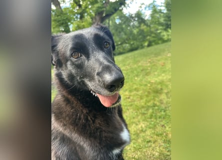 Liebevolles Zuhause für Suzi gesucht