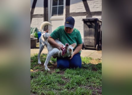 Luke- ein Kämpfer auf drei Beinen