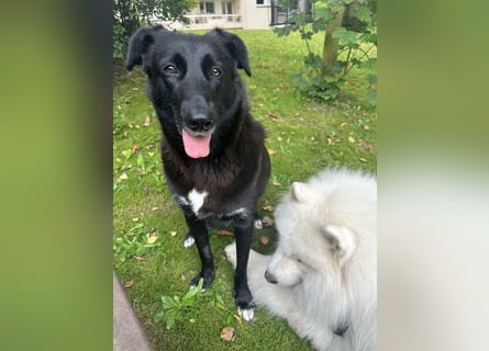 Liebevolles Zuhause für Suzi gesucht