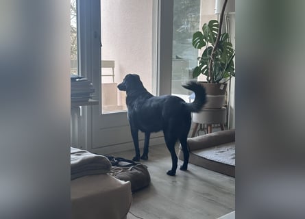 Liebevolles Zuhause für Suzi gesucht
