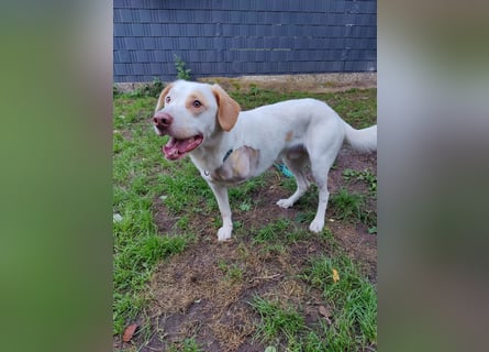 Luke- ein Kämpfer auf drei Beinen