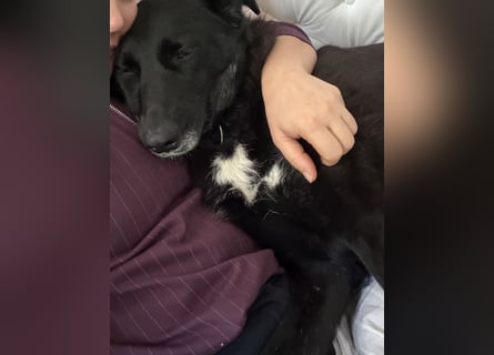 Liebevolles Zuhause für Suzi gesucht