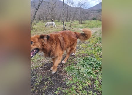 Bobby sucht sein für immer Zuhause