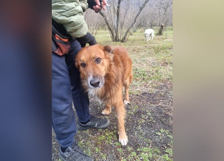 Bobby sucht sein für immer Zuhause