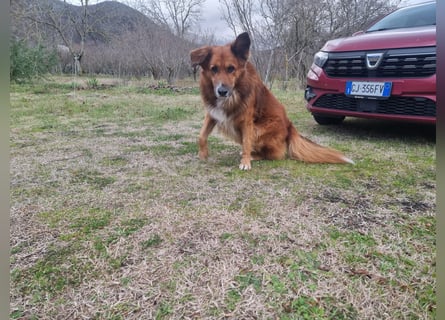 Bobby sucht sein für immer Zuhause