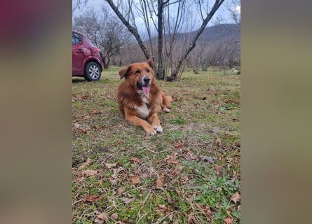 Bobby sucht sein für immer Zuhause