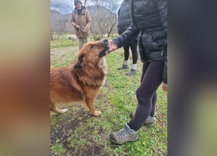 Bobby sucht sein für immer Zuhause