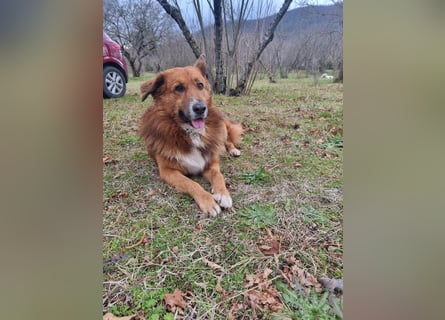 Bobby sucht sein für immer Zuhause