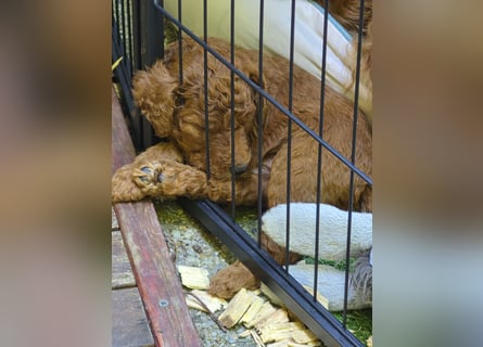 Irish Doodle Welpen aus liebevoller Familienaufzuch