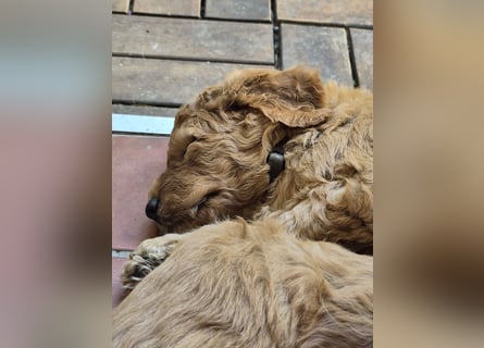 Irish Doodle Welpen aus liebevoller Familienaufzuch