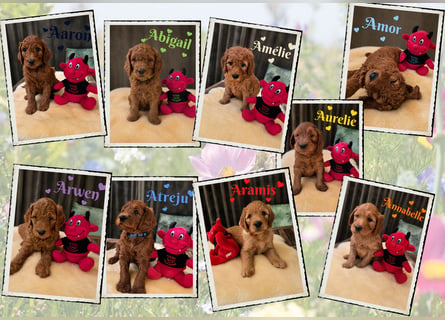 Irish Doodle Welpen aus liebevoller Familienaufzuch