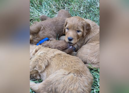 Irish Doodle Welpen aus liebevoller Familienaufzuch