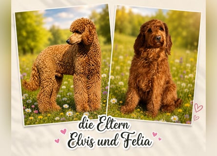 Irish Doodle Welpen aus liebevoller Familienaufzuch
