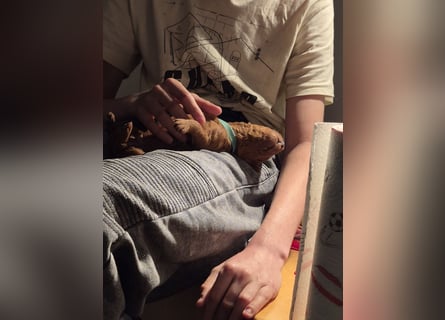 Irish Doodle Welpen aus liebevoller Familienaufzuch