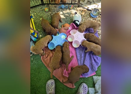 Irish Doodle Welpen aus liebevoller Familienaufzuch