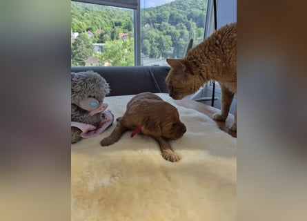 Irish Doodle Welpen aus liebevoller Familienaufzuch
