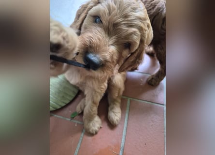 Irish Doodle Welpen aus liebevoller Familienaufzuch
