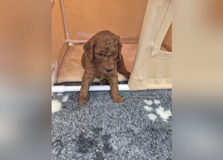 Irish Doodle Welpen aus liebevoller Familienaufzuch