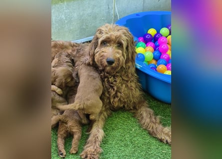 Irish Doodle Welpen aus liebevoller Familienaufzuch
