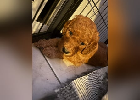 Irish Doodle Welpen aus liebevoller Familienaufzuch