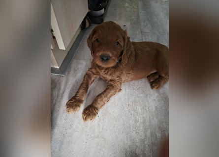 Irish Doodle Welpen aus liebevoller Familienaufzuch