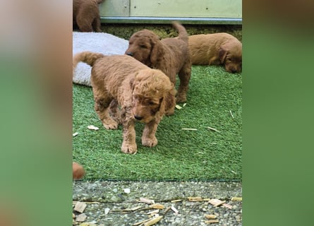 Irish Doodle Welpen aus liebevoller Familienaufzuch