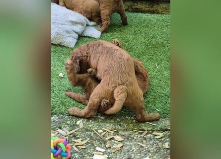 Irish Doodle Welpen aus liebevoller Familienaufzuch