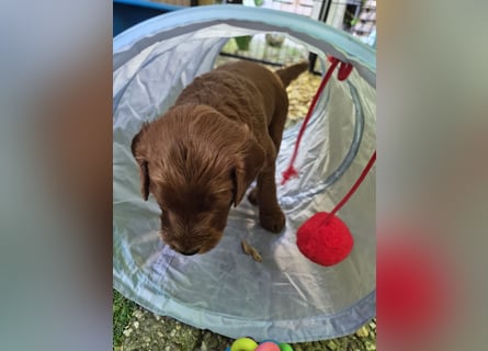 Irish Doodle Welpen aus liebevoller Familienaufzuch