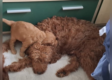 Irish Doodle Welpen aus liebevoller Familienaufzuch