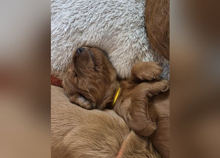 Irish Doodle Welpen aus liebevoller Familienaufzuch
