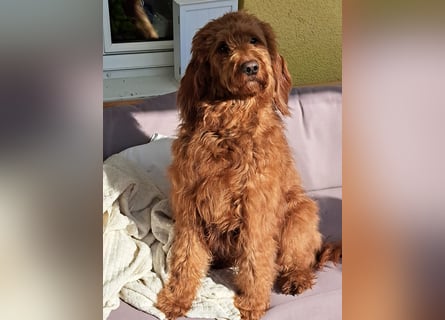 Irish Doodle Welpen aus liebevoller Familienaufzuch