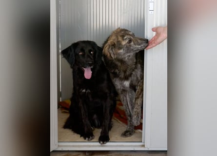 Tigerente Orso sucht leise Hände zum Kuscheln