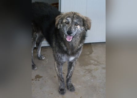 Tigerente Orso sucht leise Hände zum Kuscheln