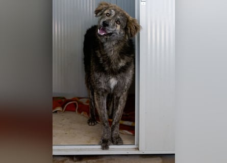 Tigerente Orso sucht leise Hände zum Kuscheln