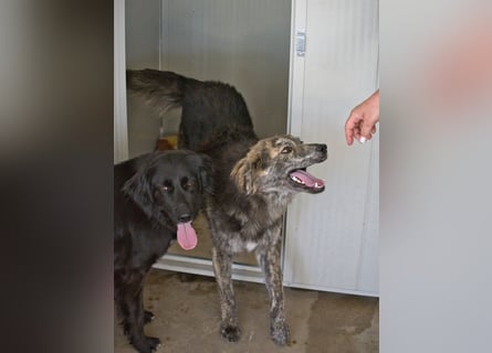 Tigerente Orso sucht leise Hände zum Kuscheln