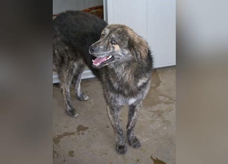 Tigerente Orso sucht leise Hände zum Kuscheln