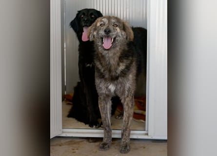 Tigerente Orso sucht leise Hände zum Kuscheln