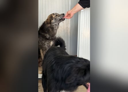 Tigerente Orso sucht leise Hände zum Kuscheln