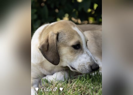 Liana, Lico und Lido suchen ein Zuhause