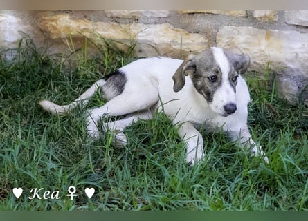 Kea  und Kay auf der Suche nach ihrer Familie